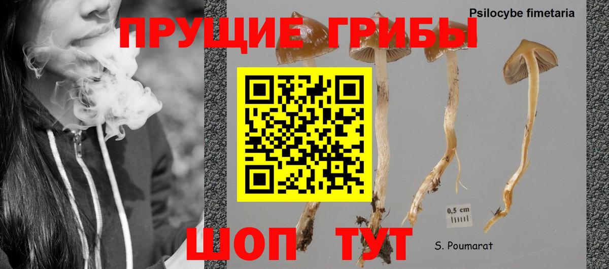 Галлюциногенные грибы Cubensis  Вход с VPN  Галлюциногенные грибы Psilocybe  Гурьевск 
